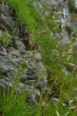 Silene saxifraga
