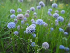 Globularia