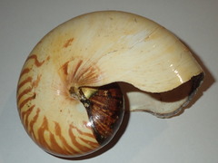 Nautilus