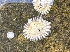 Siphonaria denticulata