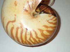 Nautilus