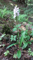 Dactylorhiza maculata