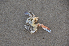 Ovalipes australiensis