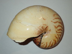 Nautilus