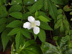 Rubus rosifolius
