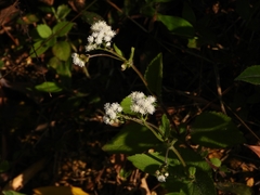 Ageratum conyzoides