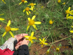 Senecio bupleuroides