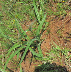 Senecio bupleuroides
