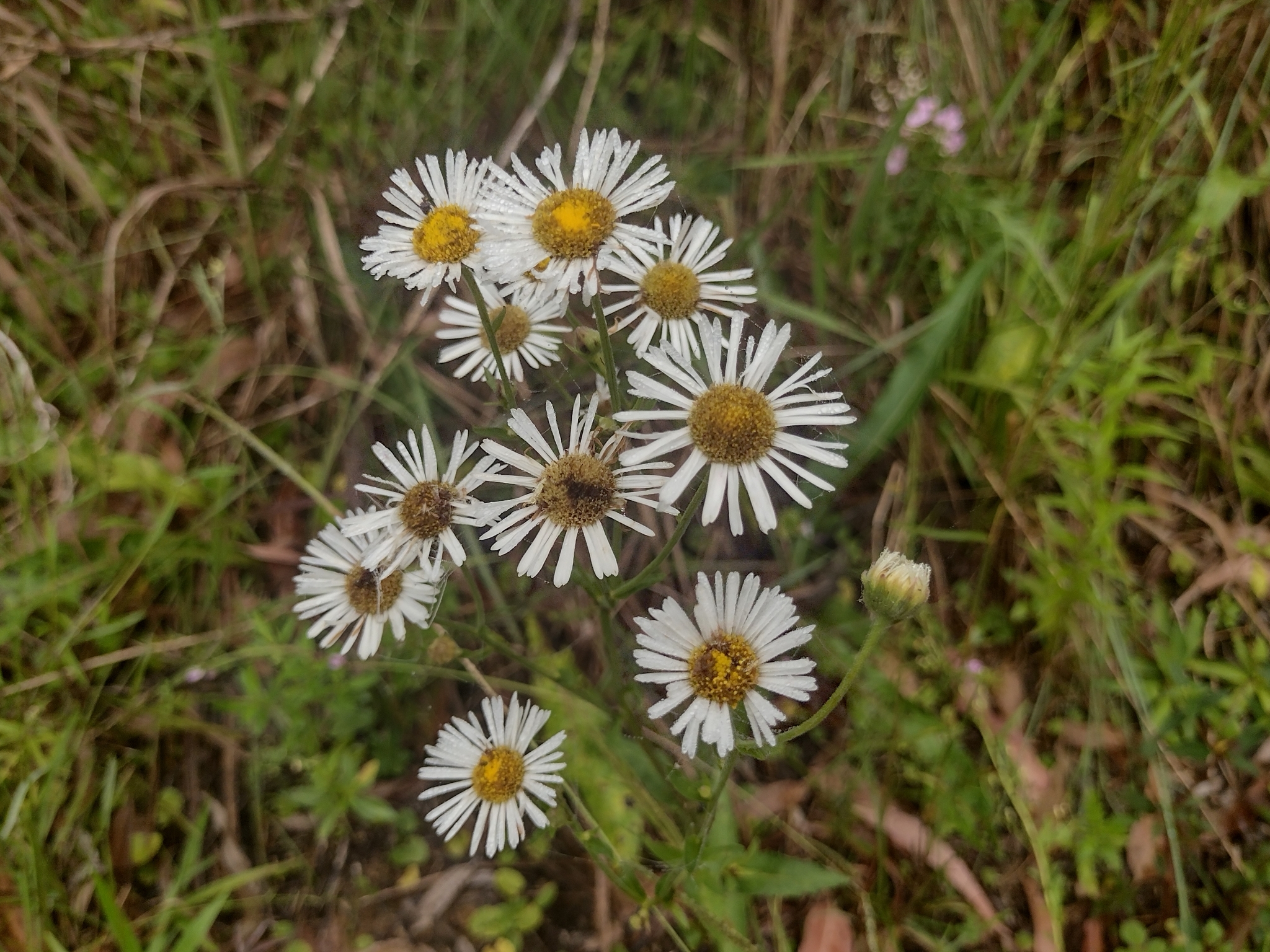 Leptostelma maxima