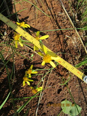 Senecio bupleuroides
