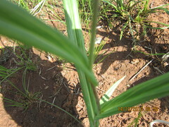 Senecio bupleuroides