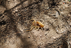 Parabuthus planicauda