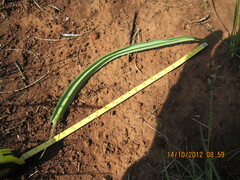 Senecio bupleuroides