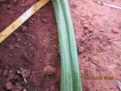 Senecio bupleuroides