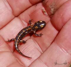 Salamandra algira algira