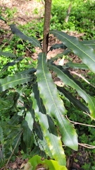 Macadamia integrifolia