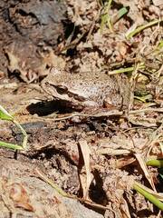 Hyla