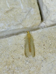 Chrysoperla plorabunda