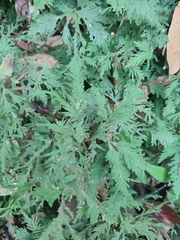 Selaginella delicatula