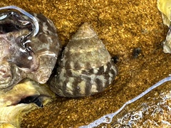 Bembicium auratum