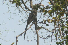 Ocyceros birostris