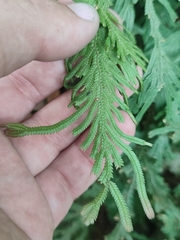 Selaginella delicatula