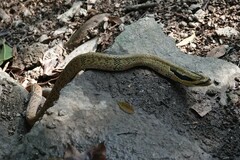 Pseudoxenodon bambusicola