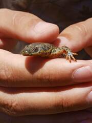 Pleurodeles nebulosus