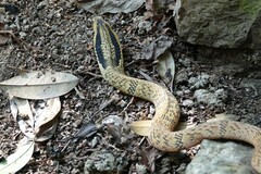 Pseudoxenodon bambusicola