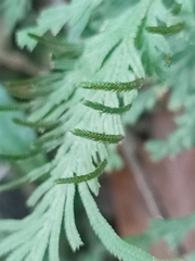 Selaginella delicatula