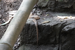 Pseudoxenodon bambusicola