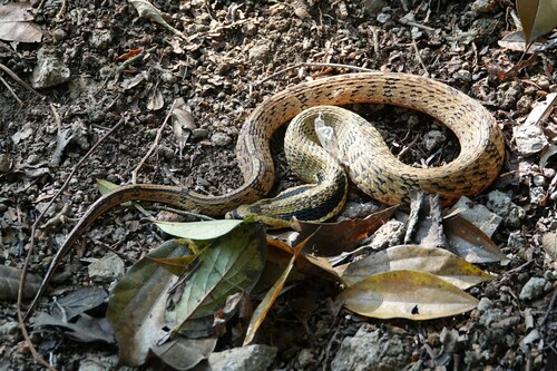Photo of a Bamboo Snake (Pseudoxenodon bambusicola)