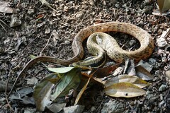 Pseudoxenodon bambusicola