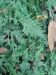 Selaginella delicatula