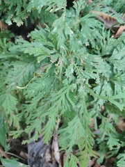 Selaginella delicatula