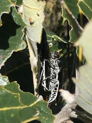 Buprestinae