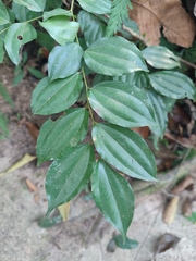 Ziziphus horsfieldii