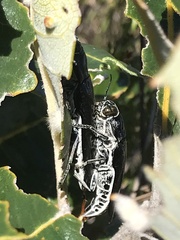 Buprestinae