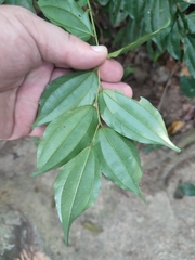 Ziziphus horsfieldii