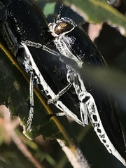 Buprestinae