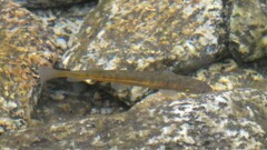 Galaxias olidus