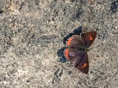 Heliophorus epicles