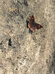Heliophorus epicles