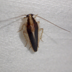 Ectoneura