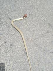 Malpolon monspessulanus