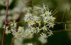 Asparagus retrofractus