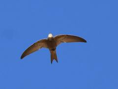 Apus pallidus