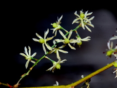 Asparagus retrofractus