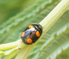 Peltoschema tetraspilotum