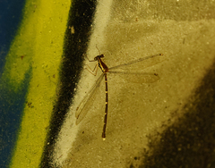 Episynlestes albicaudus